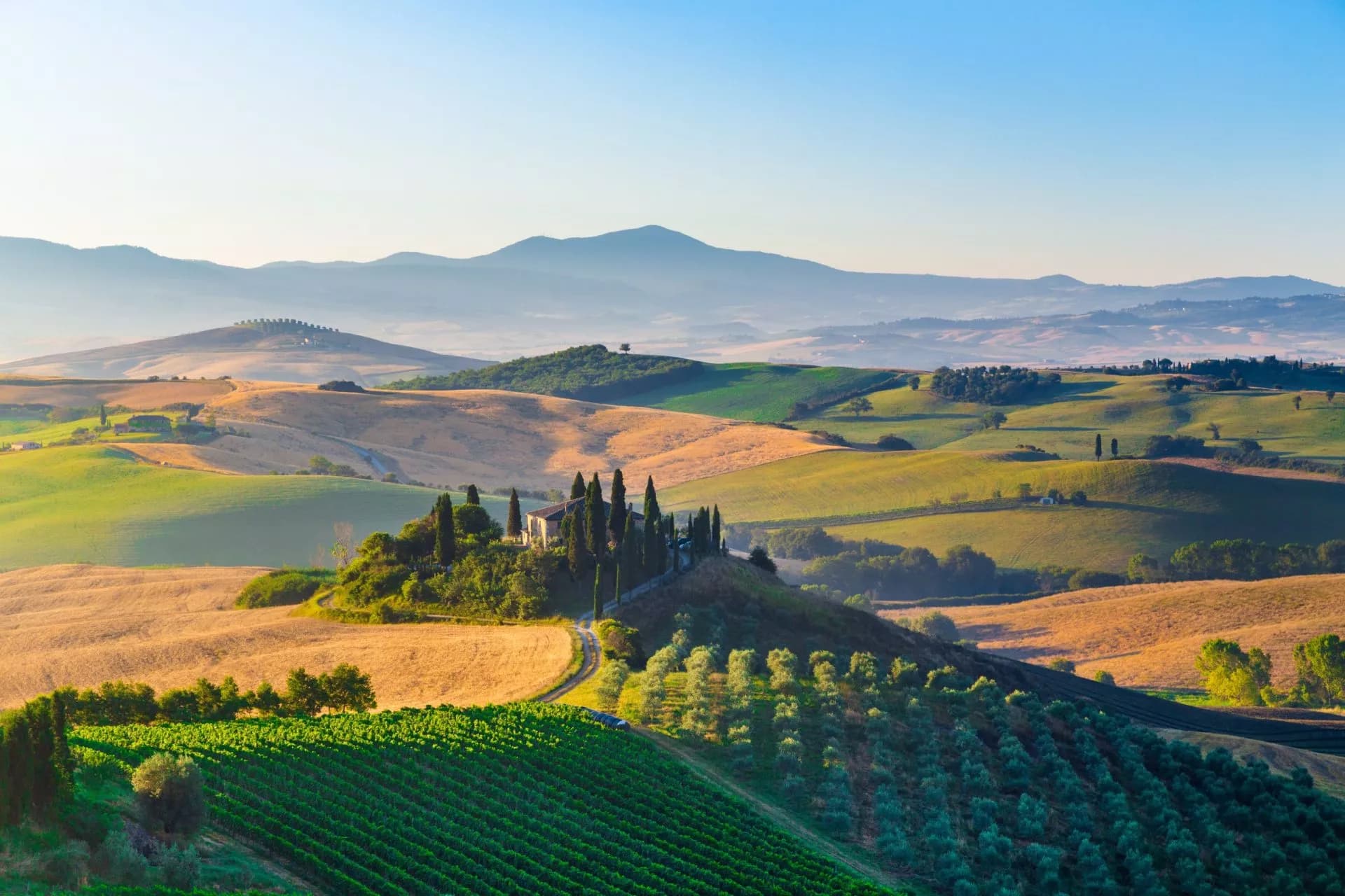 Rolling hills with vineyards and cypress trees surrounding a farmhouse in Val d'Orcia, Tuscany.