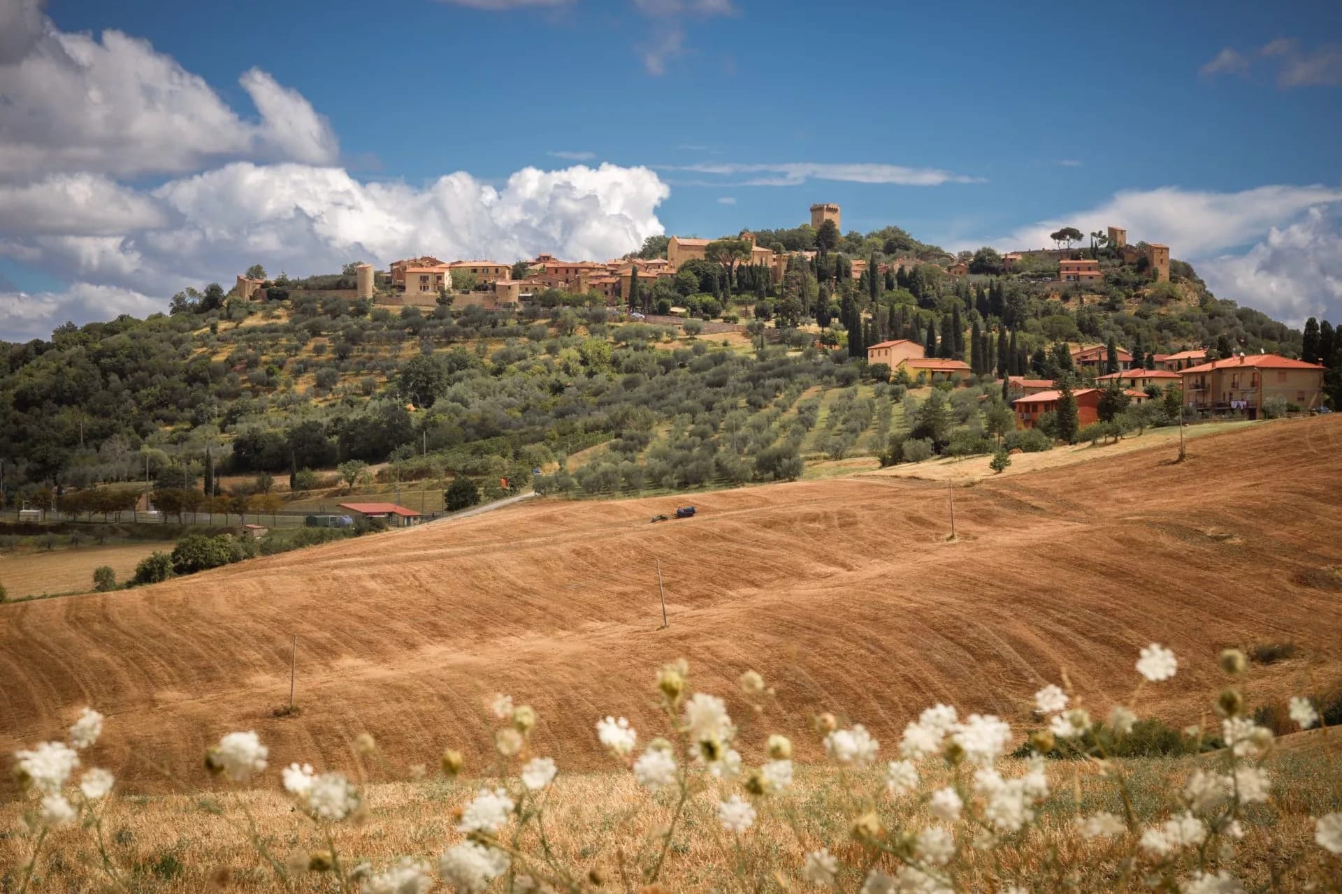 Hilltop village in Tuscany above olive groves and dry fields with foreground wildflowers.