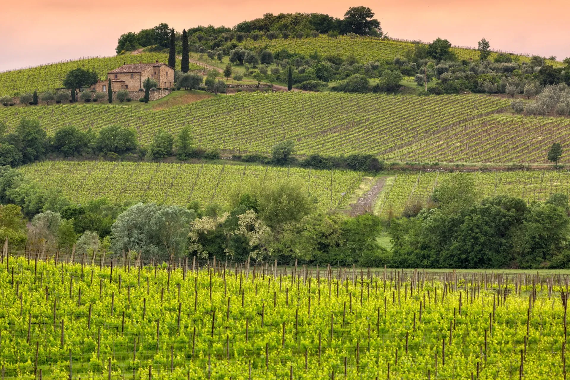 Vineyard near Montalcino, Tuscany, Italy