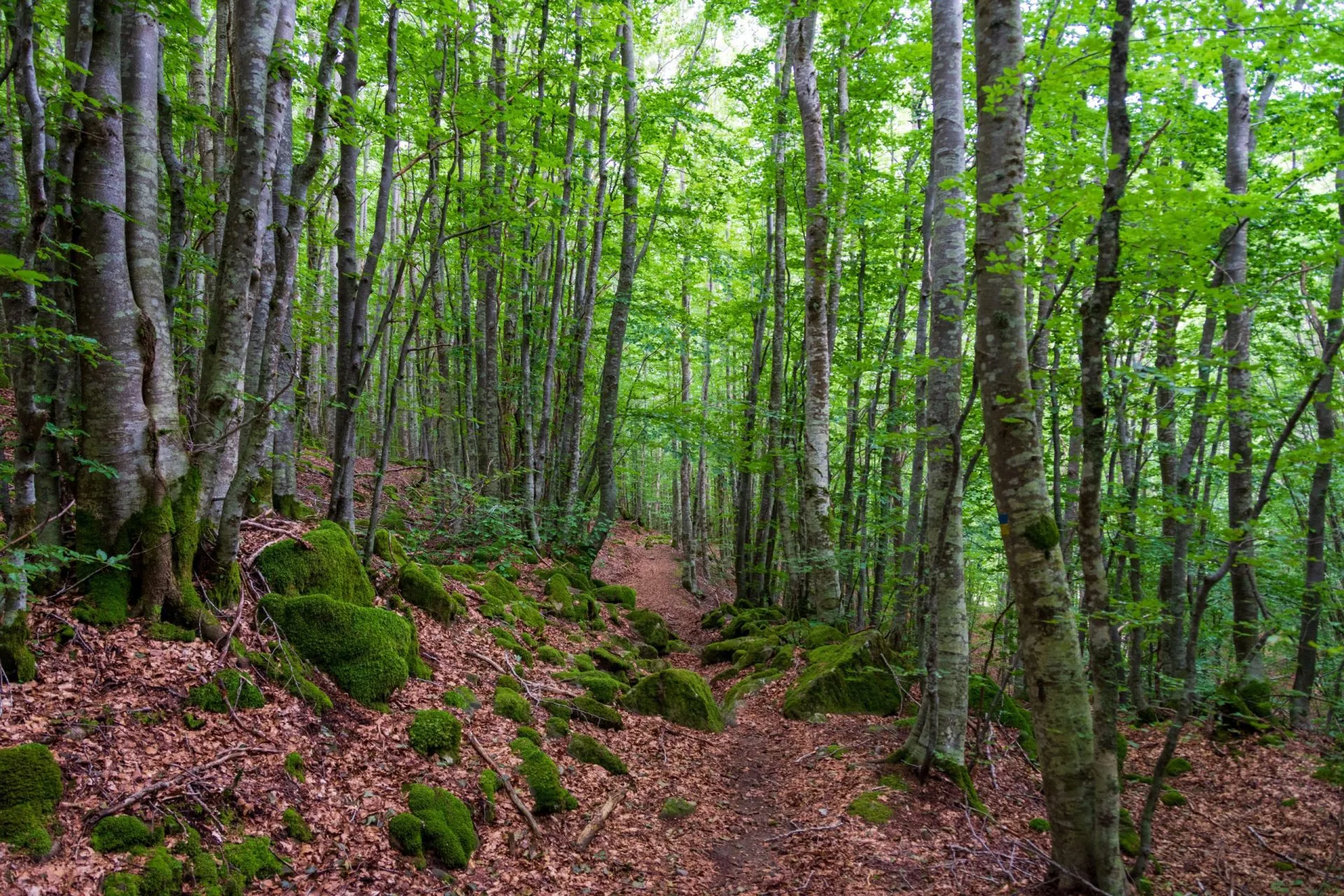 Trail covered by brown fallen leaves in a shaded green forest of beech trees.  Orecchiella Natural Reserve - San Romano in Garfagnana, Tuscany - Italy
