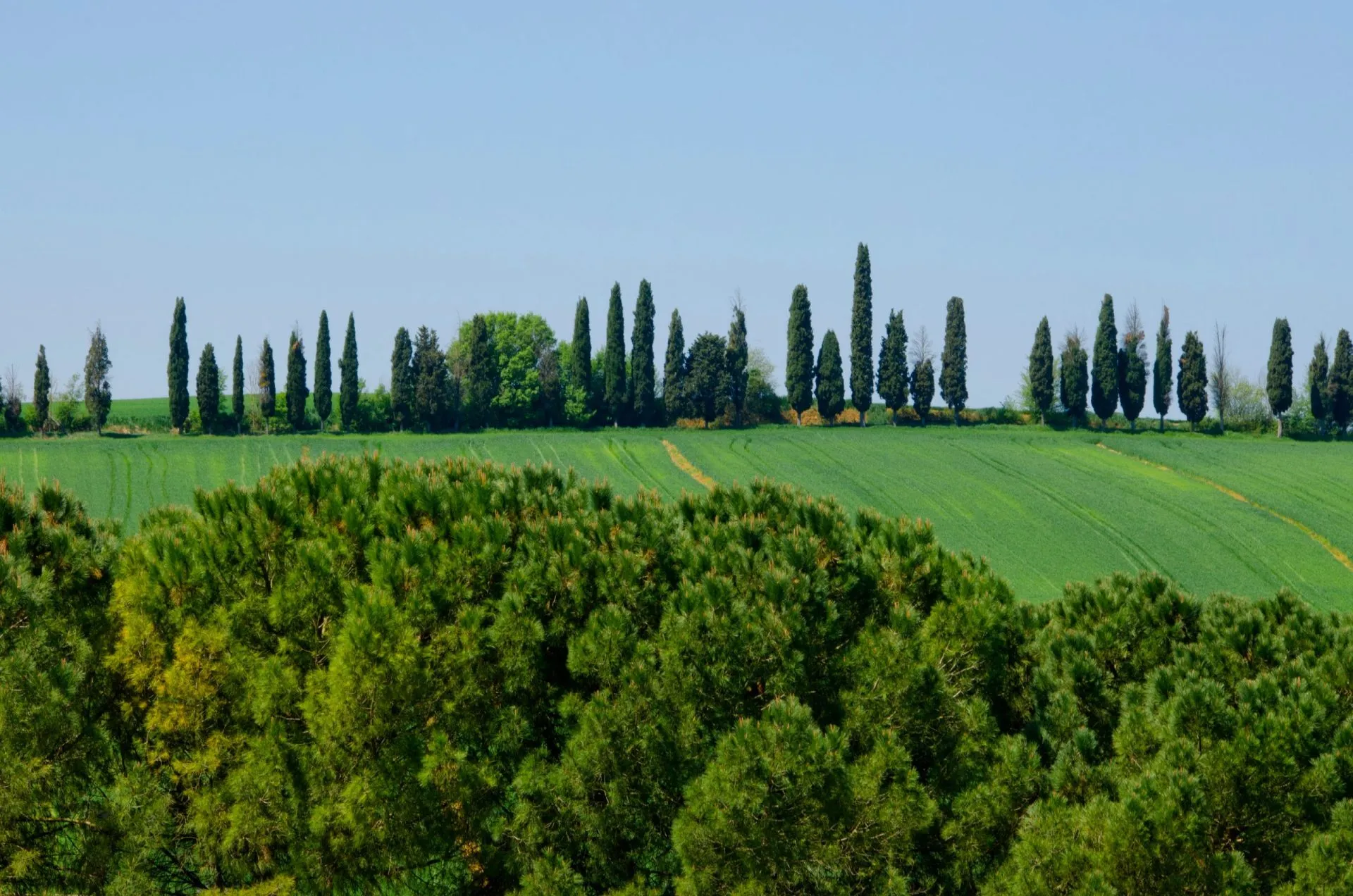 Cypress and Pine Landscape in Tuscany, Italy