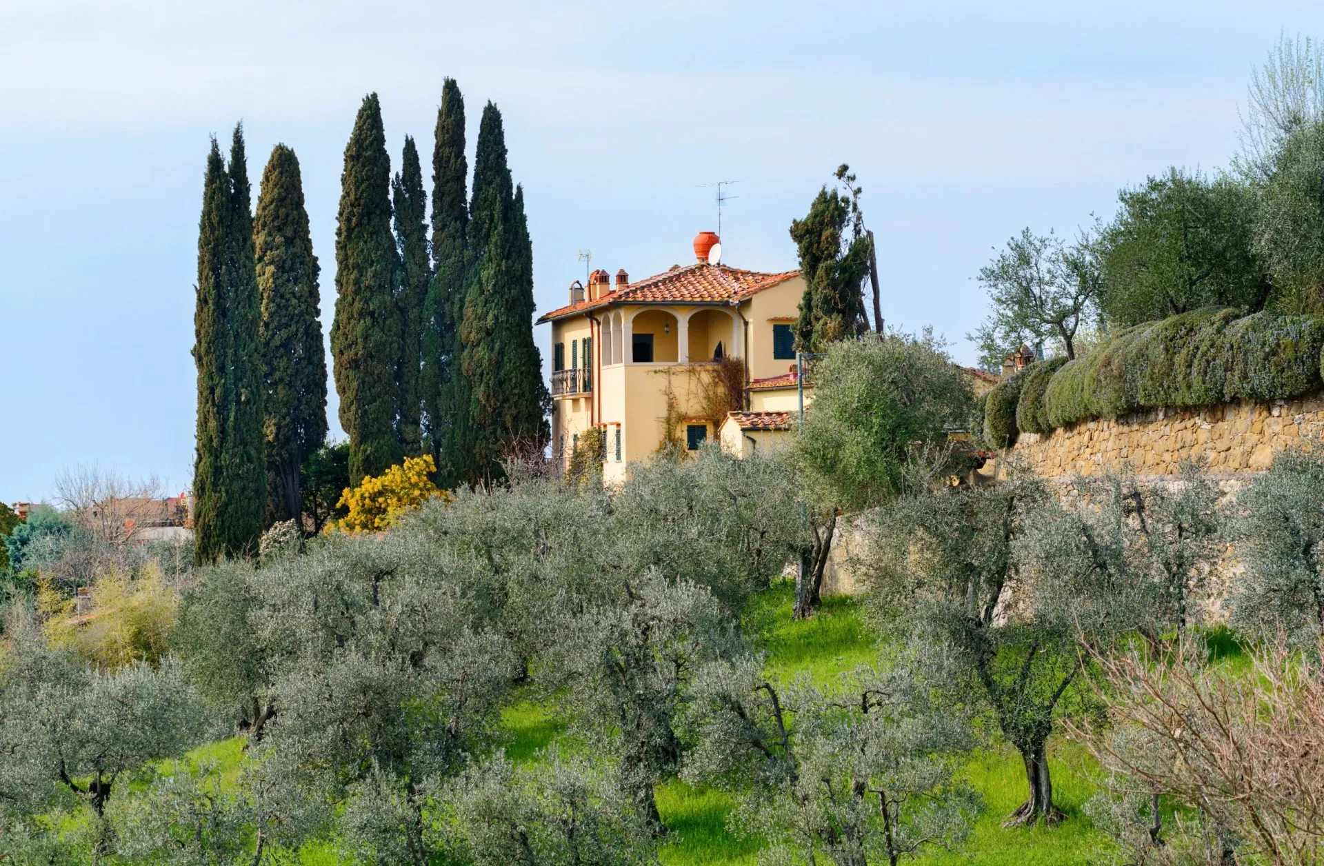 Settignano. Suburb of Florence. Olive orchards. Tuscany. Italy